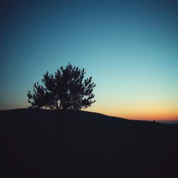 橄榄树-suno原创