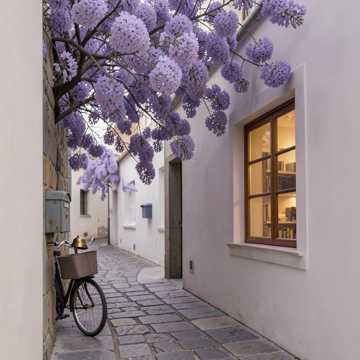 蓝花楹又开了-suno原创