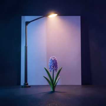 风信子的夜-suno原创