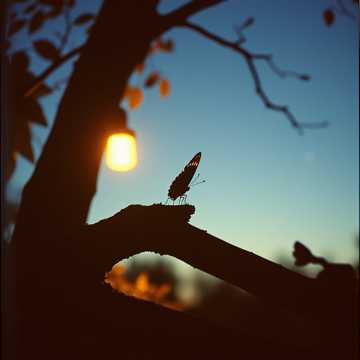 《蝶与树》-suno原创