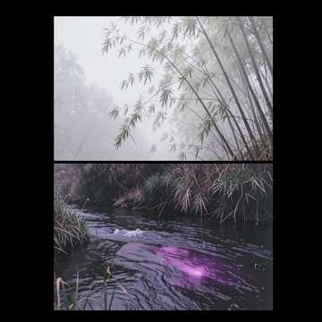 Purple Bamboo Flow-suno原创