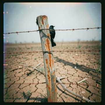 Crow on Rusted Fence-suno原创